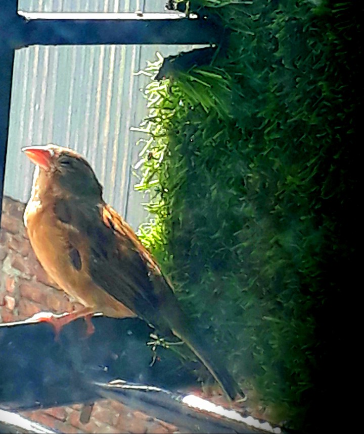 birdie