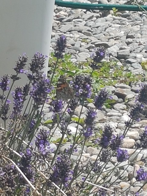 lavanda