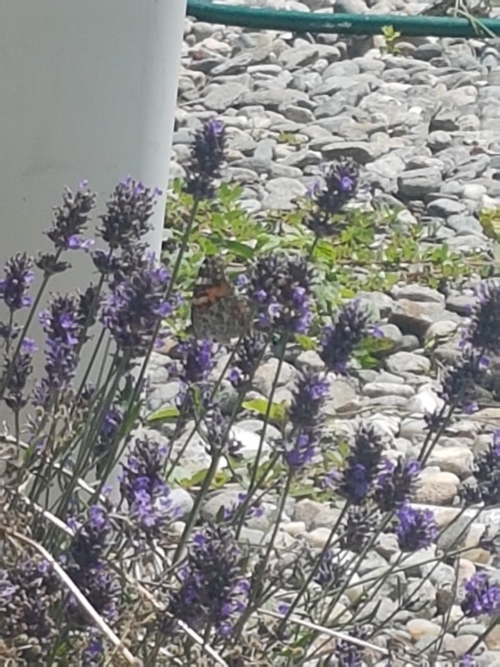 lavanda