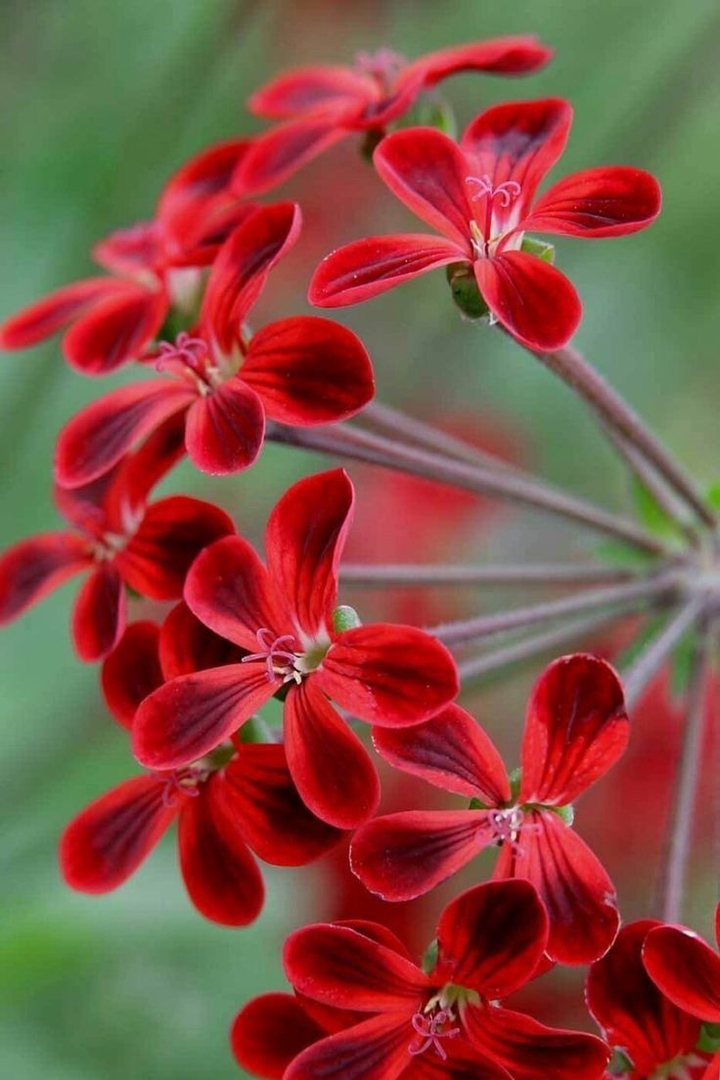 Red flowers.