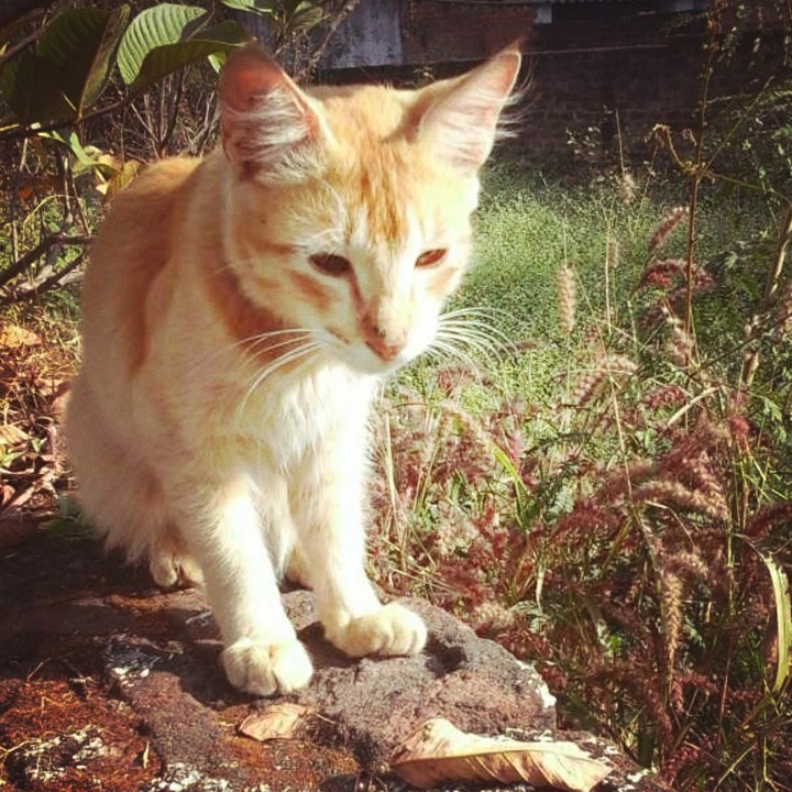 Cat
