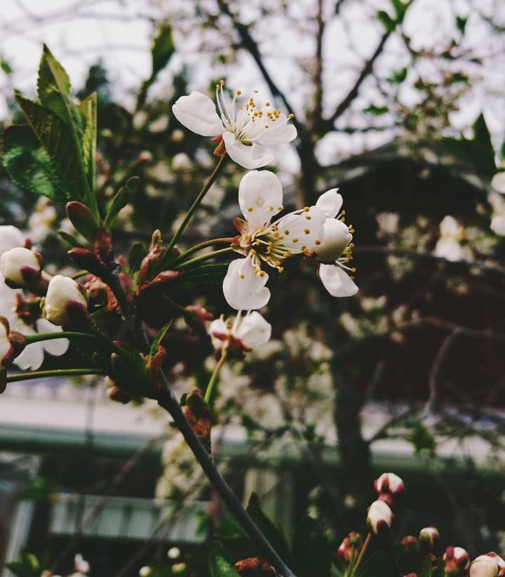 cherry