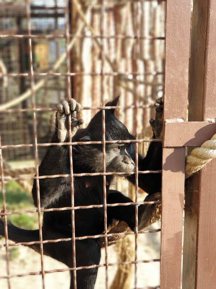 monkey