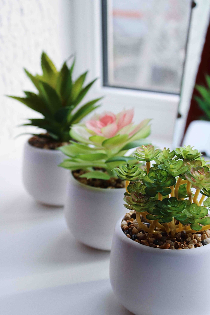 succulents