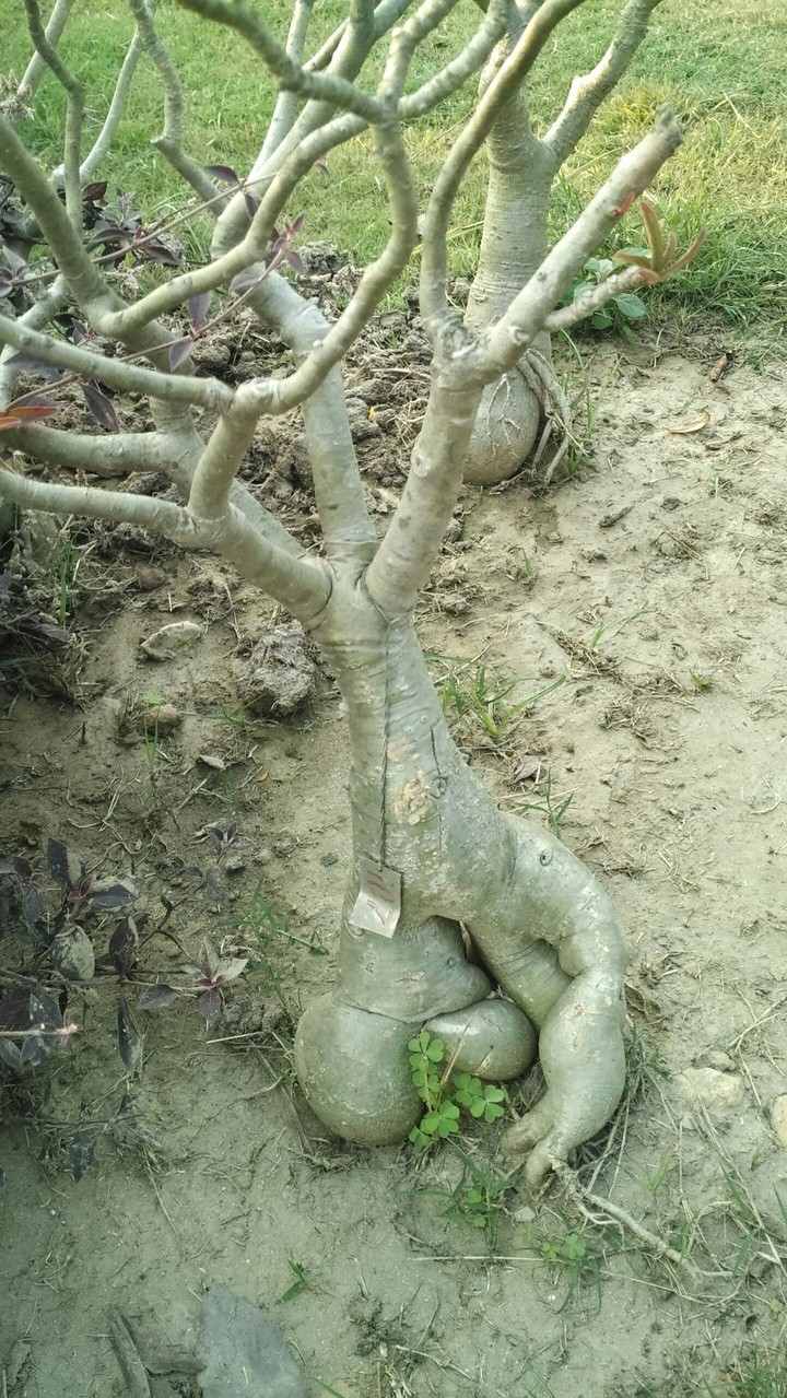 plant