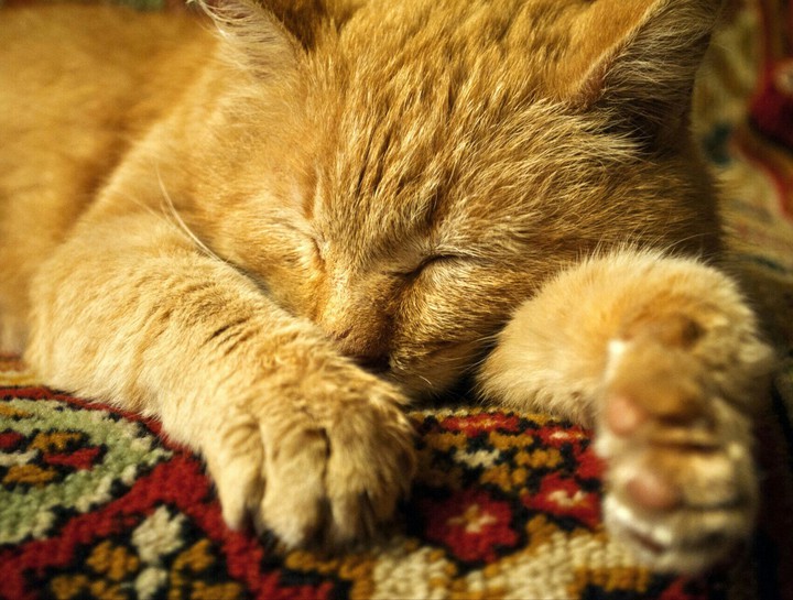 cat