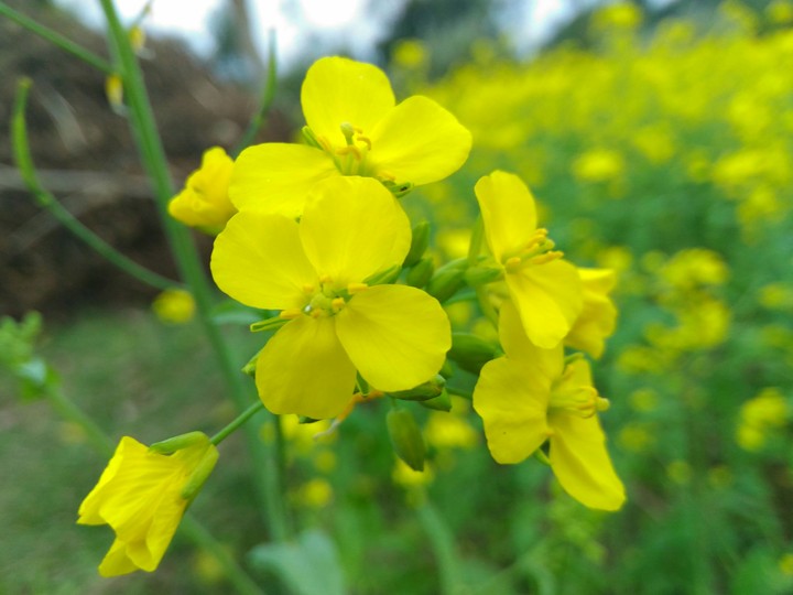 flower