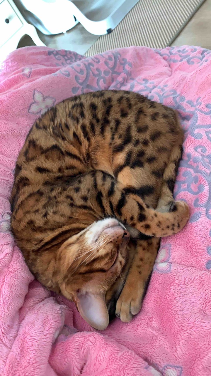 꿈꾸는 레오~