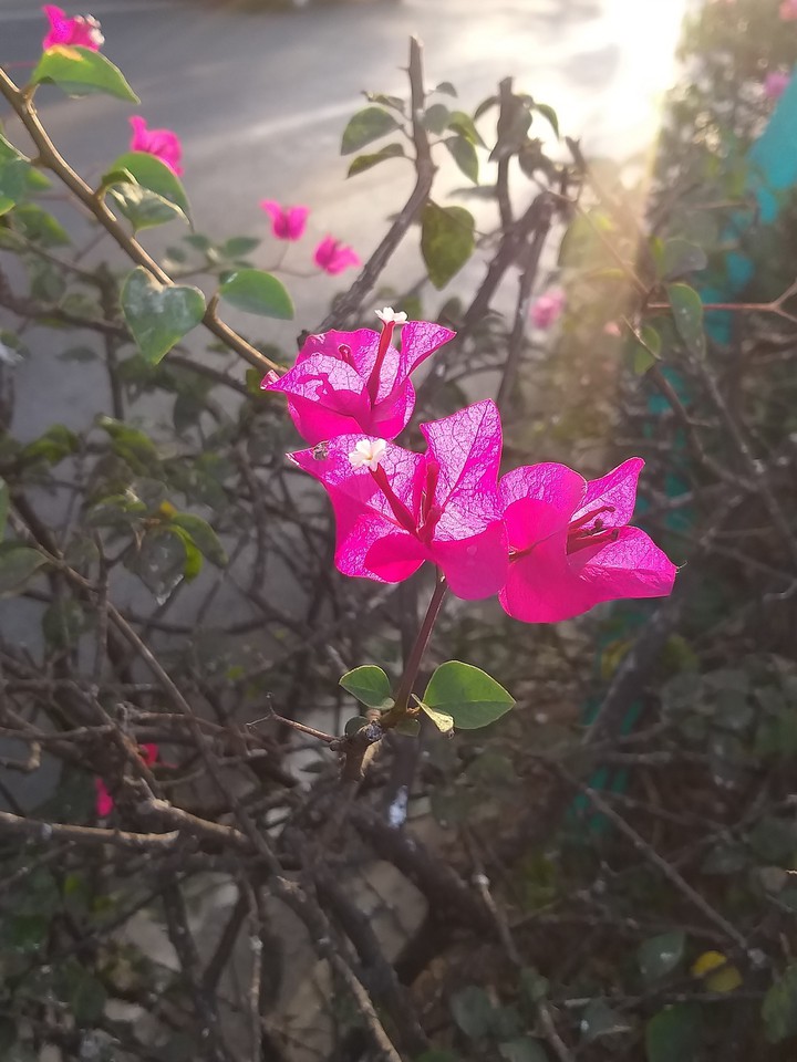 SUN KISSED BOUGAINVILLEA !!!