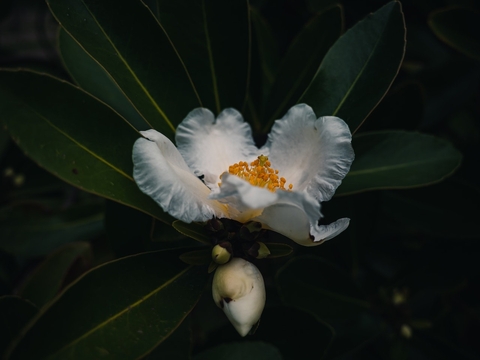обои flower, leaf