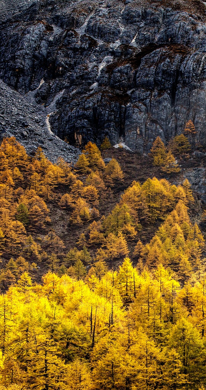 Alpine Beauty