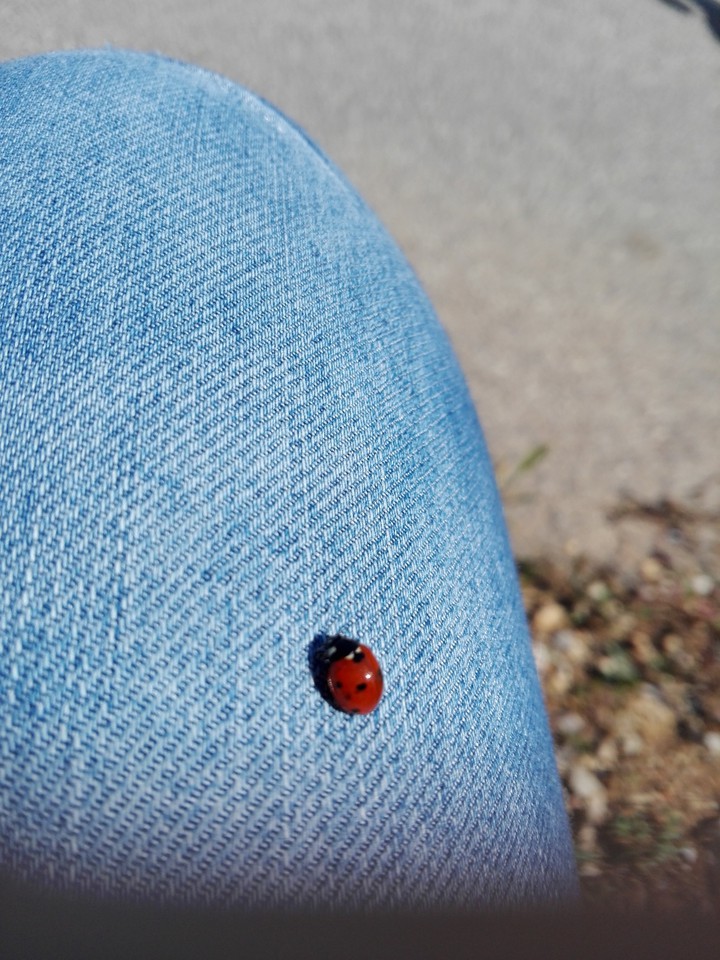 Coccinellidae/ Mariquita