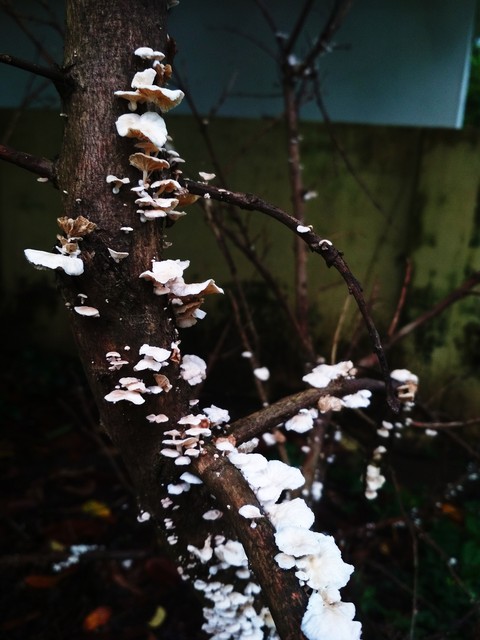 mushrooms