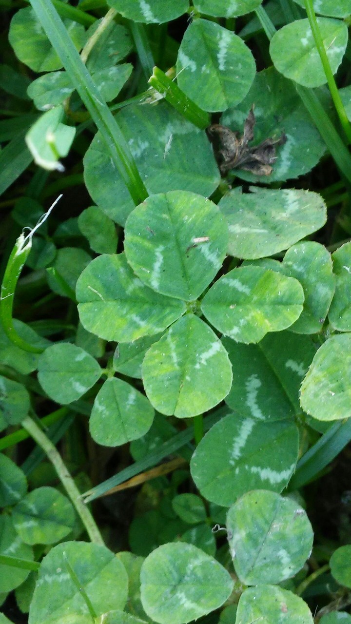 Irish luck