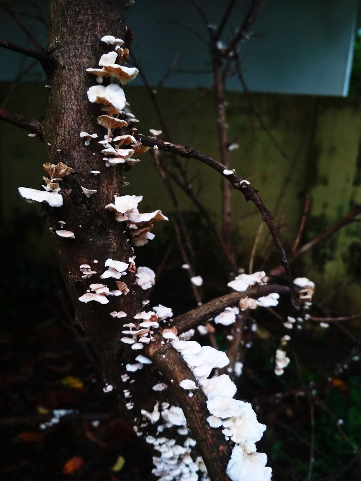 mushrooms