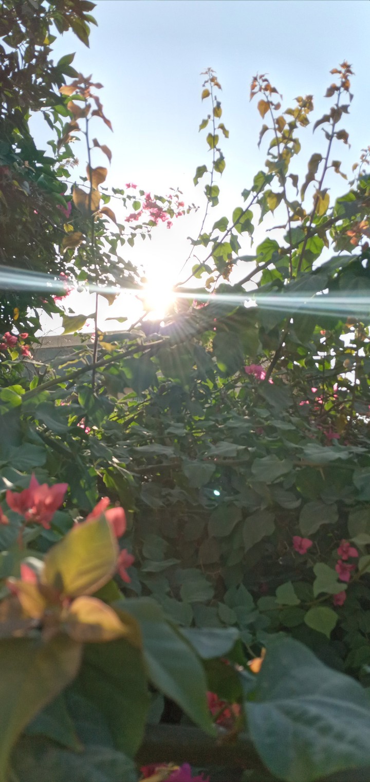 sunrise in flowers ♡