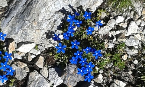 Mountain flowers