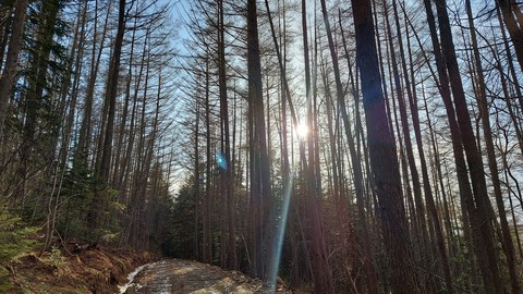 forest