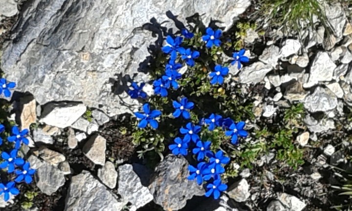 Mountain flowers