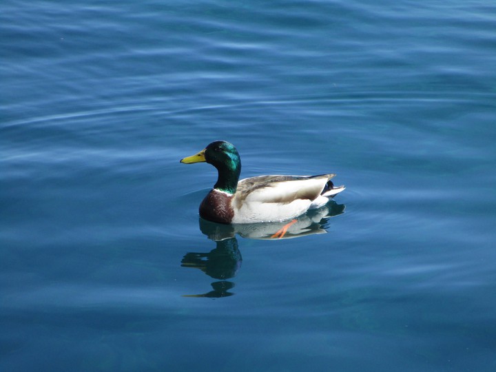 Duck# Calm Water