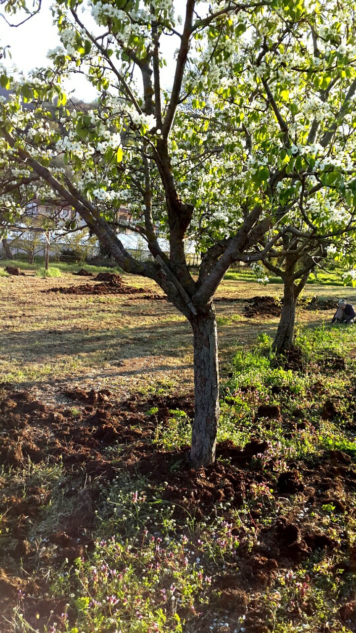 yaz gelmiş 