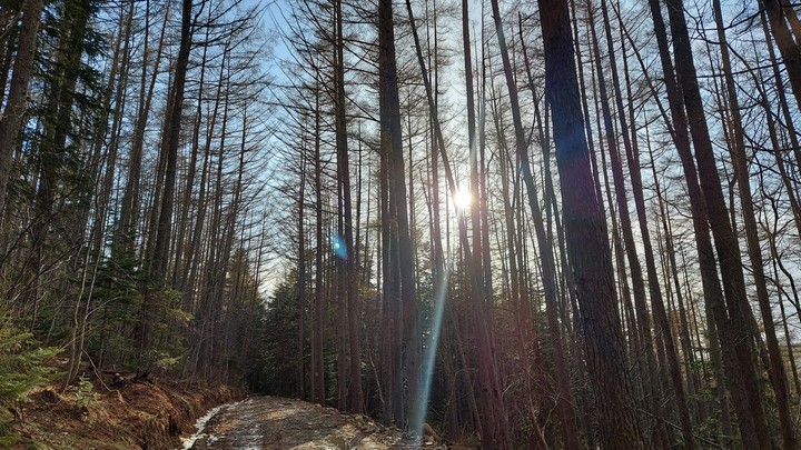 forest