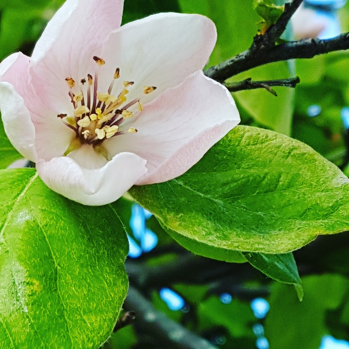 Apfelblüte