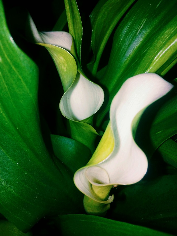my calla