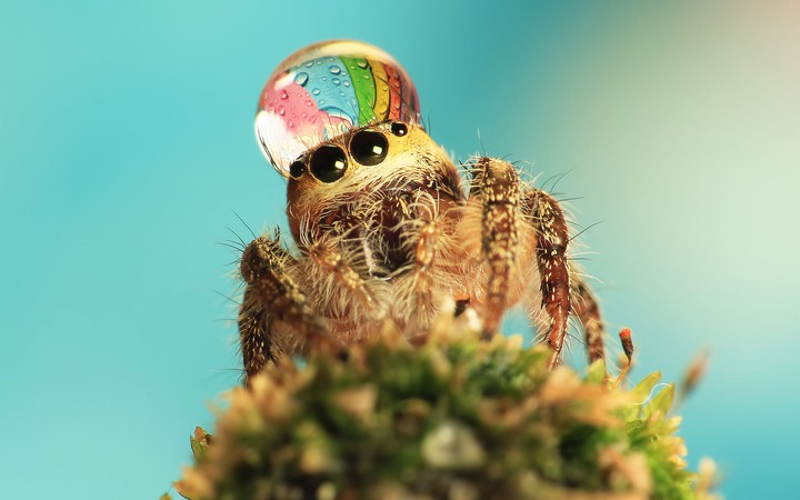 spider