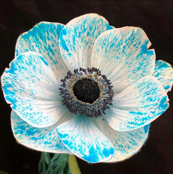 Anemone