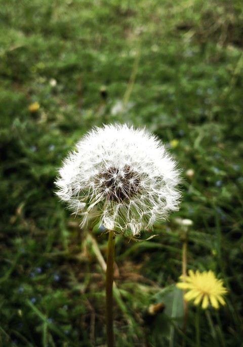 Dandelion