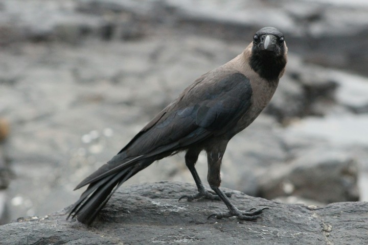 crow