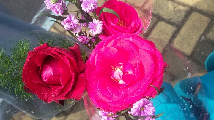 Flower, Petal, Red