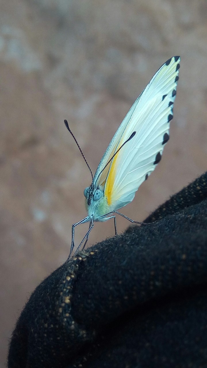 butterfly