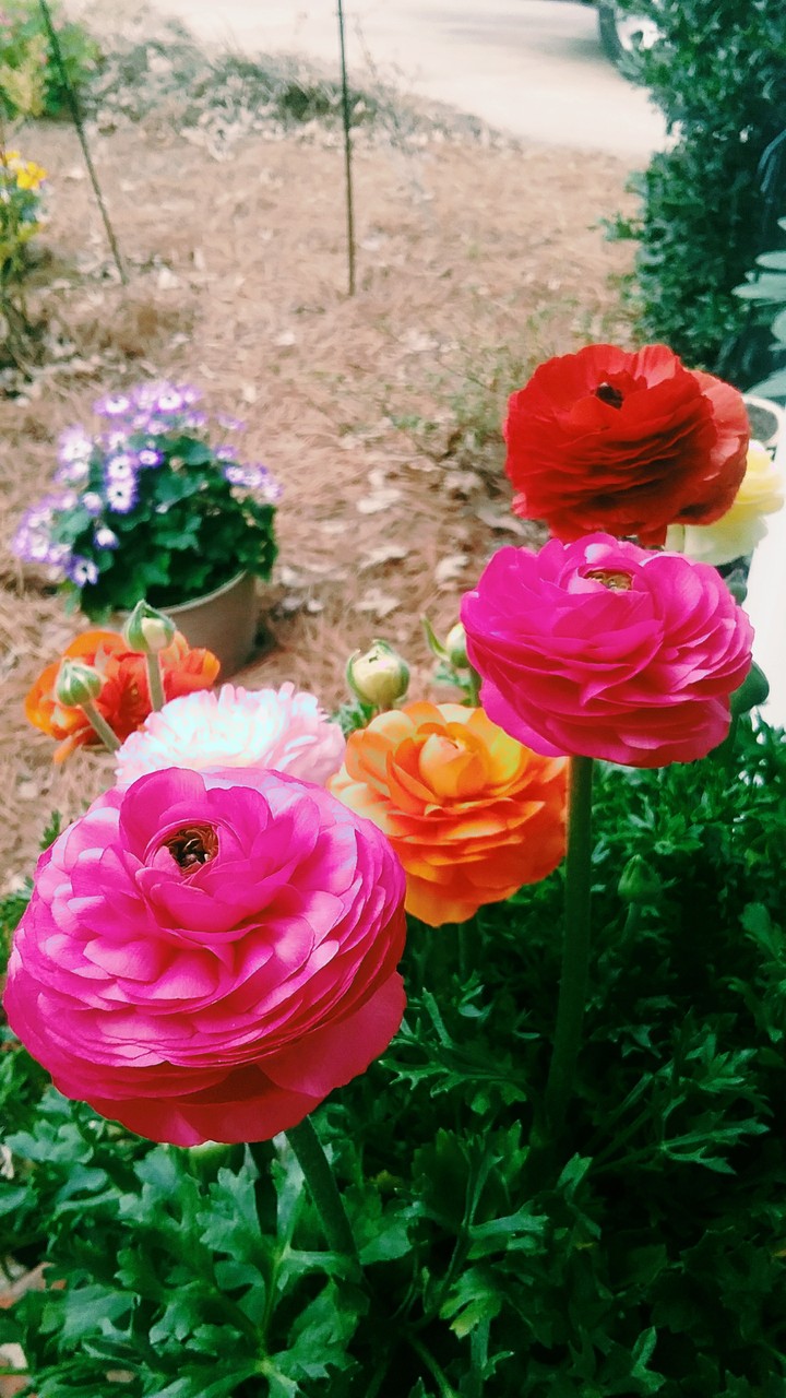 flowers