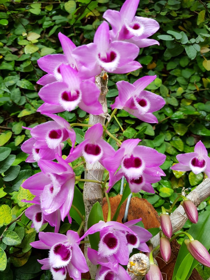Sân vườn