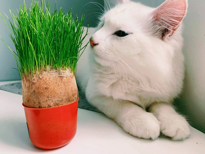 such a yummy green grass!!!)))