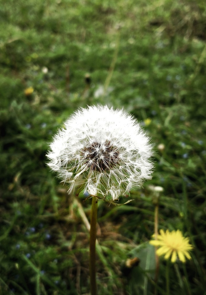 Dandelion