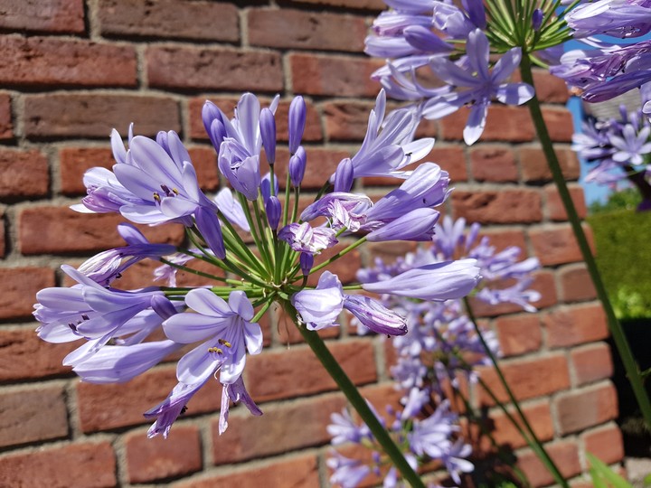 Purple Power 2