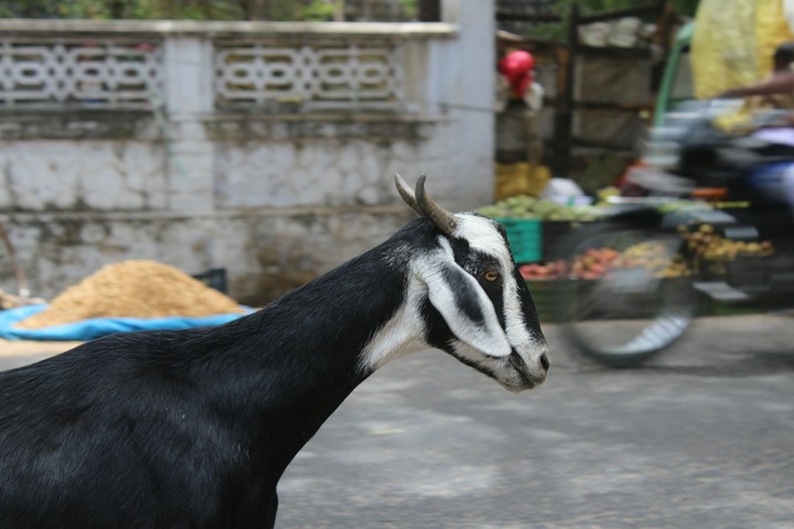 Animal - Goat