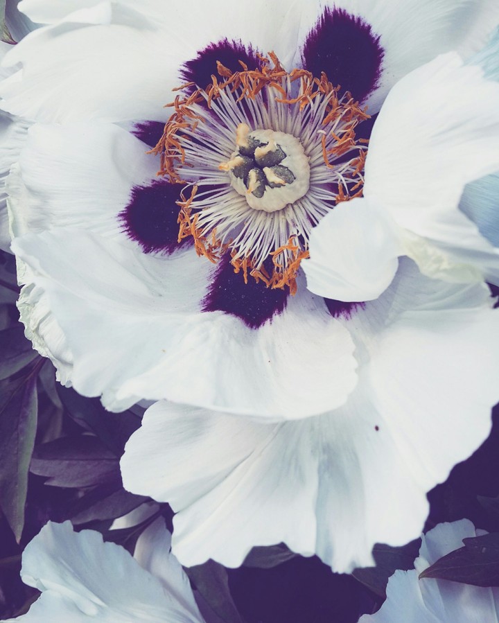 Peony