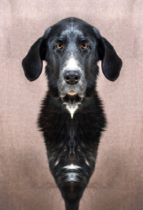 шпалери retriever, dog