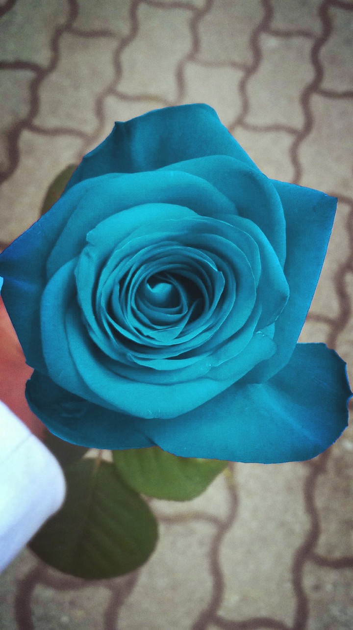 Blue Rose