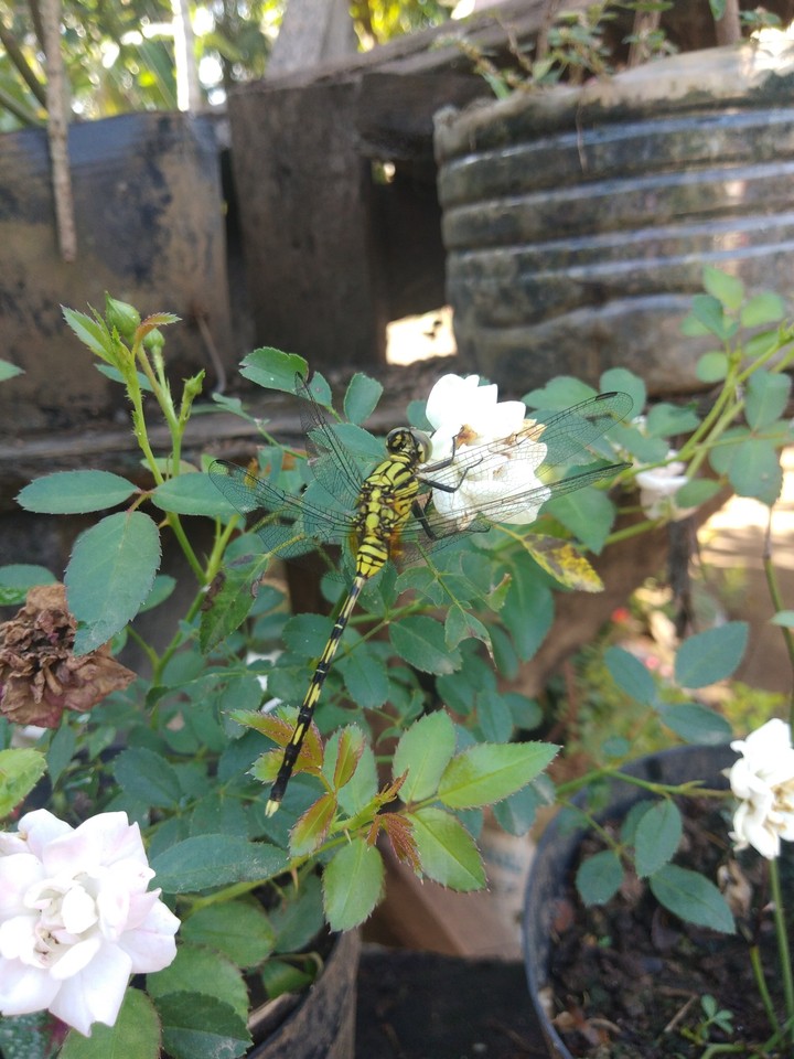Dragon Fly