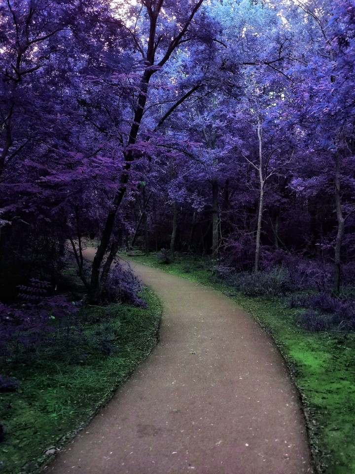 Purple Tree