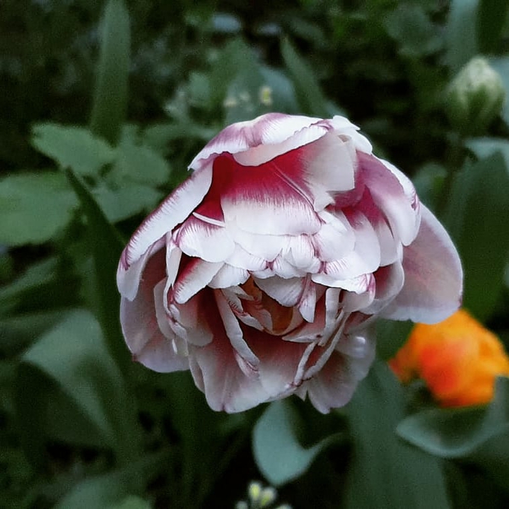 My garden
