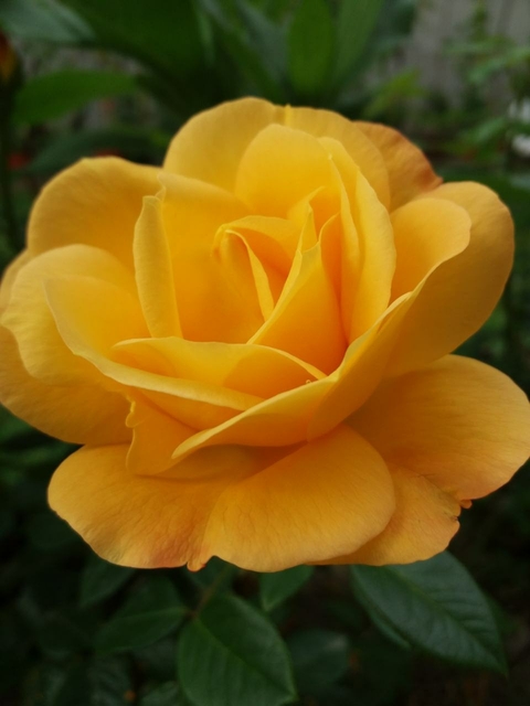 yellow, petal壁紙
