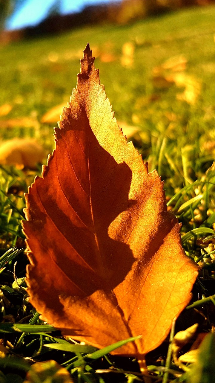 fall