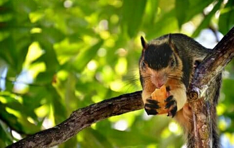 Grizzled giant squirrel ...