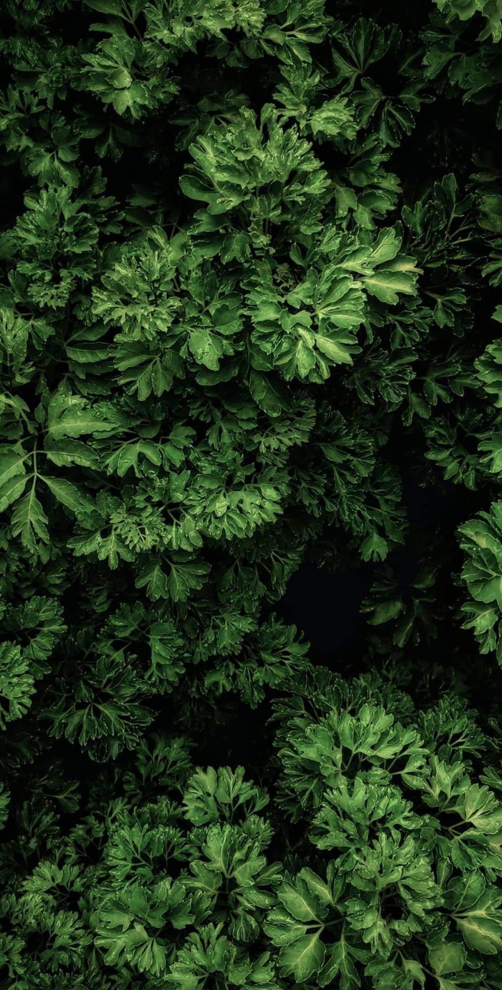 green life